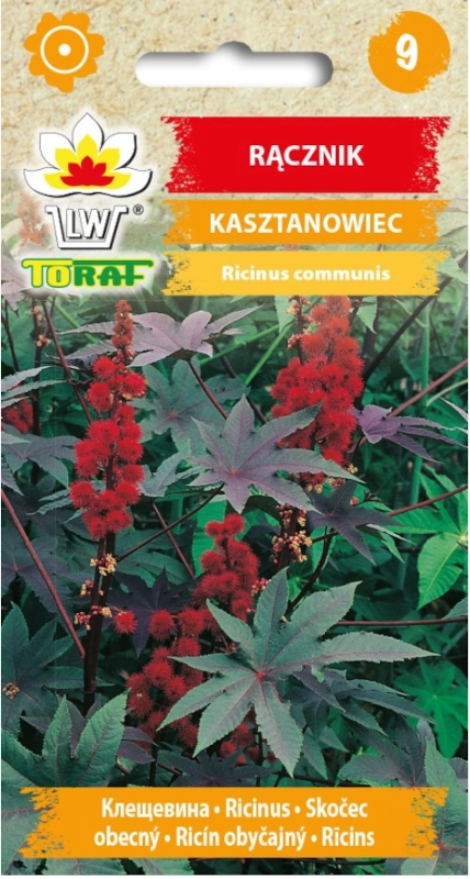TORAF Rącznik Kasztanowiec 8 szt nasiona sklep rajogrodnika